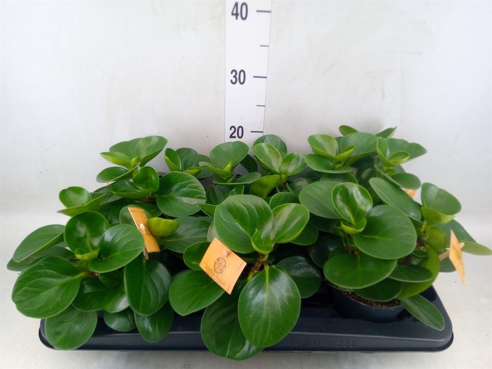 <h4>Peperomia obt. 'Green Gold'</h4>