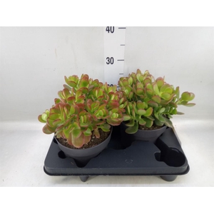 Crassula ovata