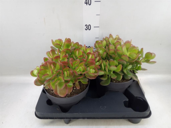 <h4>Crassula ovata</h4>