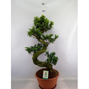 Ficus microcarpa 'Ginseng'