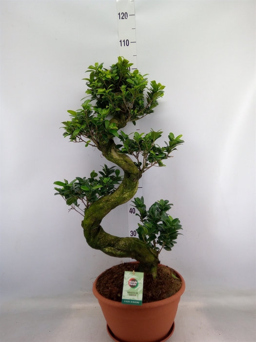 <h4>Ficus microcarpa 'Ginseng'</h4>