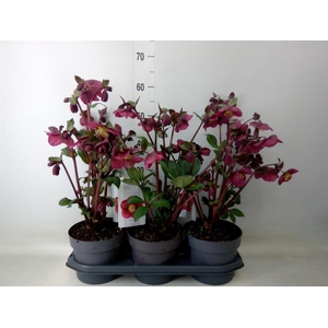 Helleborus  'Fkiss Annas Red'