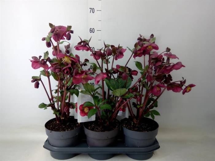 <h4>Helleborus  'Fkiss Annas Red'</h4>