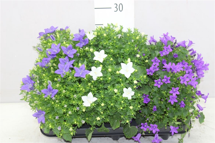 <h4>Campanula Gemengd</h4>