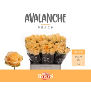 R GR AVALANCHE PEACH+ @ B1