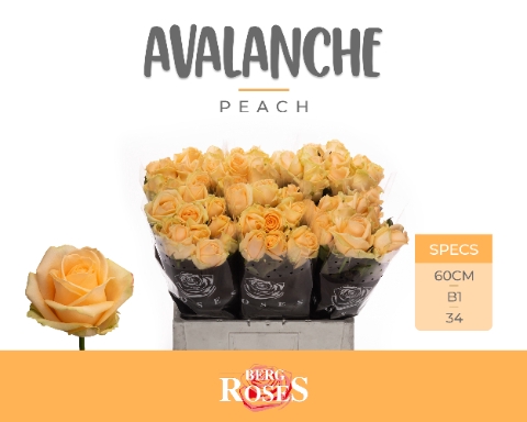 <h4>R GR AVALANCHE PEACH+ @ B1</h4>