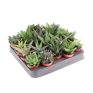 Aloe haworthia mix