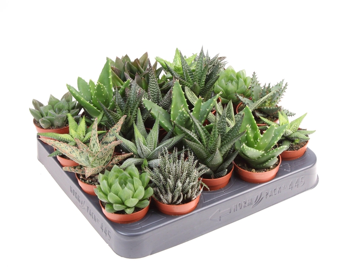 <h4>Aloe haworthia mix</h4>