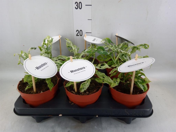 <h4>Monstera   ...</h4>