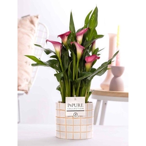 Zantedeschia pink in P&PURE Tirza ceramics