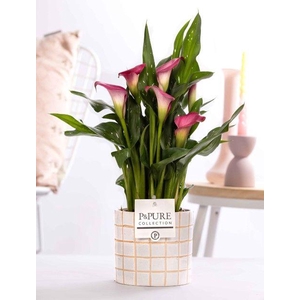 Zantedeschia pink in P&PURE Tirza ceramics
