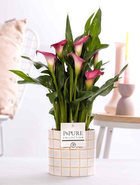 <h4>Zantedeschia pink in P&PURE Tirza ceramics</h4>