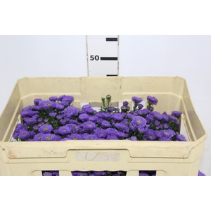 ASTER COMO 040 CM