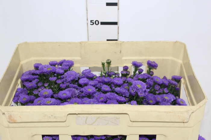 <h4>ASTER COMO 040 CM</h4>