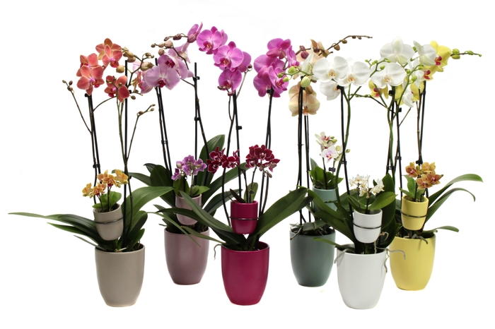 <h4>Hugo Paradise Mix Phal Mix 2T+ Tiny Dolls 2T</h4>