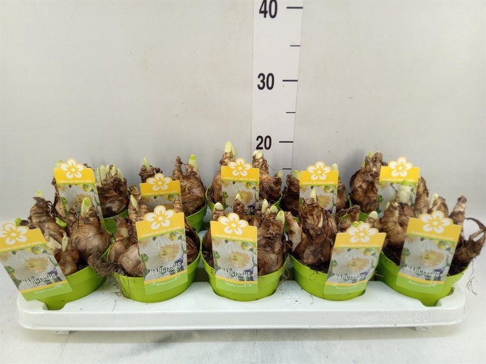 <h4>Narcissus   ...</h4>