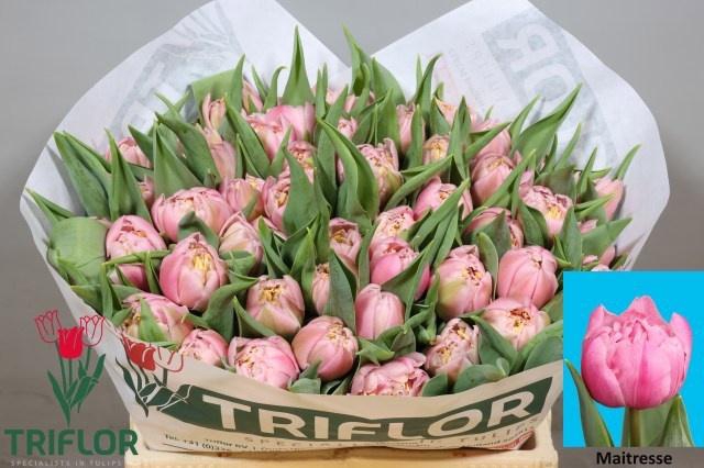 <h4>TU DU MAITRESSE</h4>