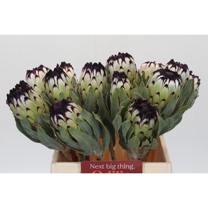 Protea Niobe