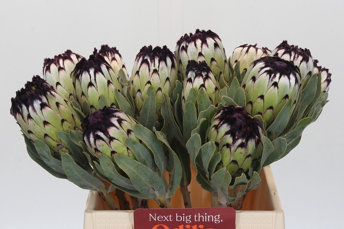 <h4>Protea Niobe</h4>