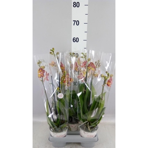 Phalaenopsis  'FC Strawberry'