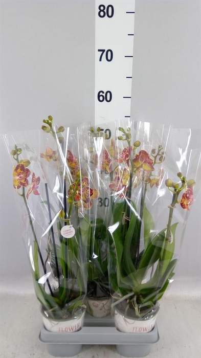 <h4>Phalaenopsis  'FC Strawberry'</h4>