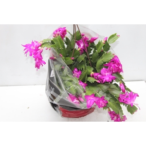 FLOR DE MAIO C21