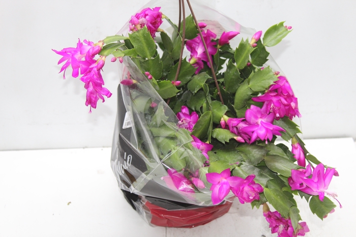 <h4>FLOR DE MAIO C21</h4>