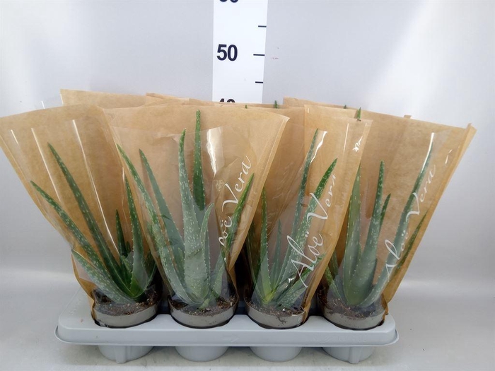 <h4>Aloe vera</h4>