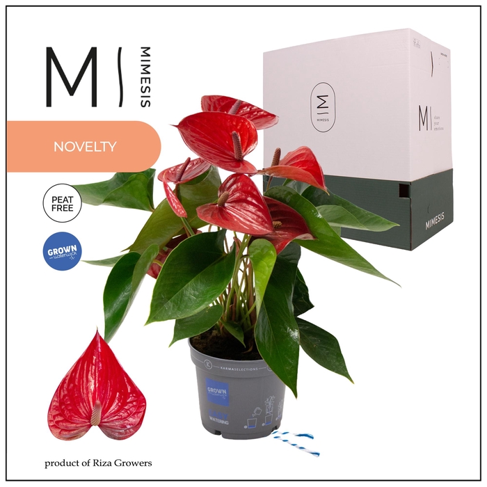 <h4>Mimesis Anthurium KARMA Picanta red - 12cm</h4>