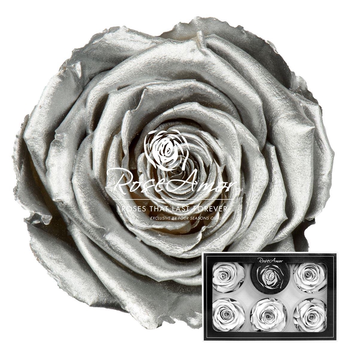 <h4>Xl Metallic Silver Whi04</h4>