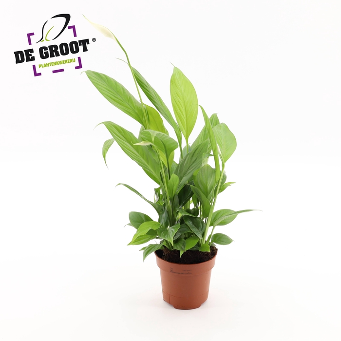 <h4>Spathiphyllum alana</h4>