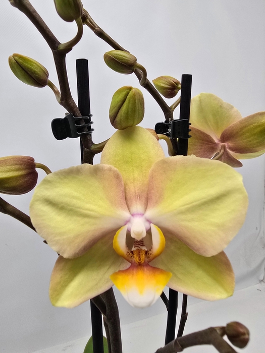 <h4>Limited 02 week 1</h4>