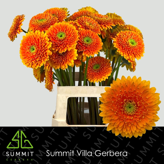 <h4>Gerbera Pomponi Berra Water X40 Lang</h4>