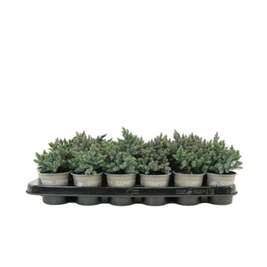 Juniperus squamata Blue Star