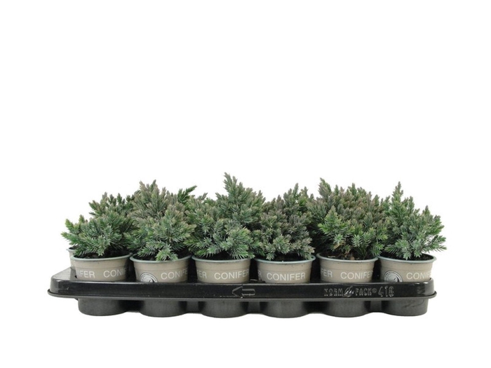 <h4>Juniperus squamata Blue Star</h4>