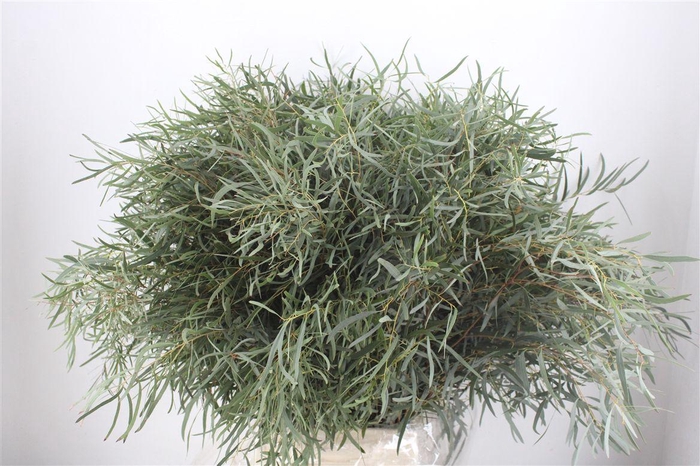 <h4>Euca Nicoly 300gr P Bunch</h4>