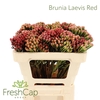 Brunia Leavis Red