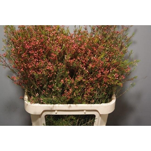 Chamelaucium Purple Pride Beeren