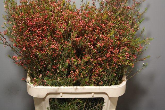 Chamelaucium Purple Pride Beeren