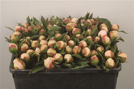 <h4>Paeo L Pecher</h4>