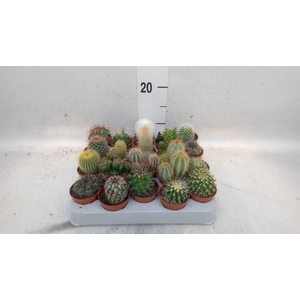 Cactus   ...mix