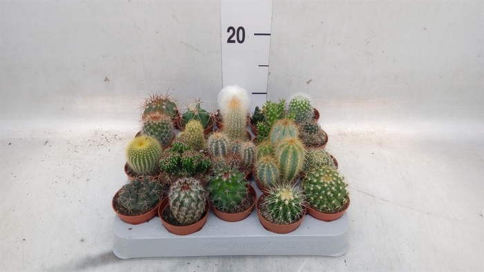 <h4>Cactus   ...mix</h4>