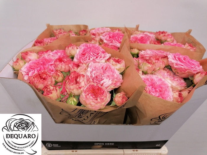 <h4>R TR GRANDMAS MARY</h4>