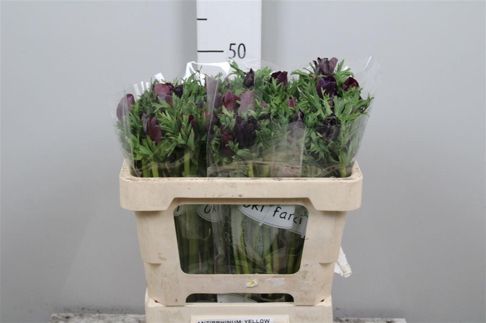 <h4>Anem Co Galil Bordea</h4>