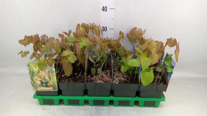 <h4>Epimedium pubigerum</h4>