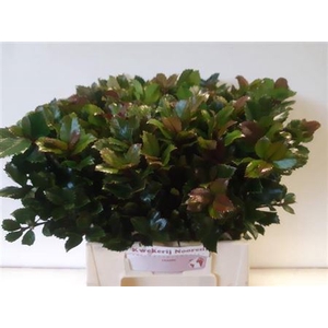 Ilex Bl M Blu Prince