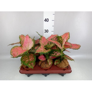 Aglaonema   ...
