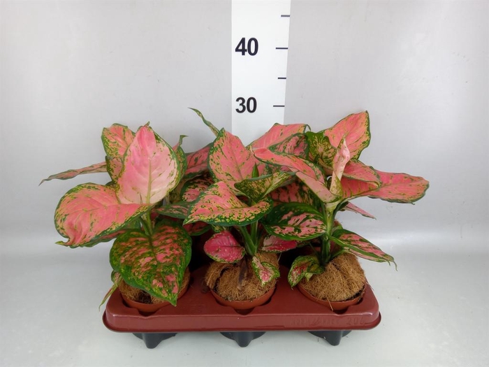 <h4>Aglaonema   ...</h4>