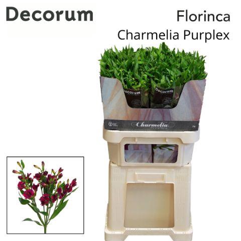 <h4>Alst Fl Charme Purplex</h4>