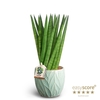 SANSEVIERIA CYLINDRICA P10